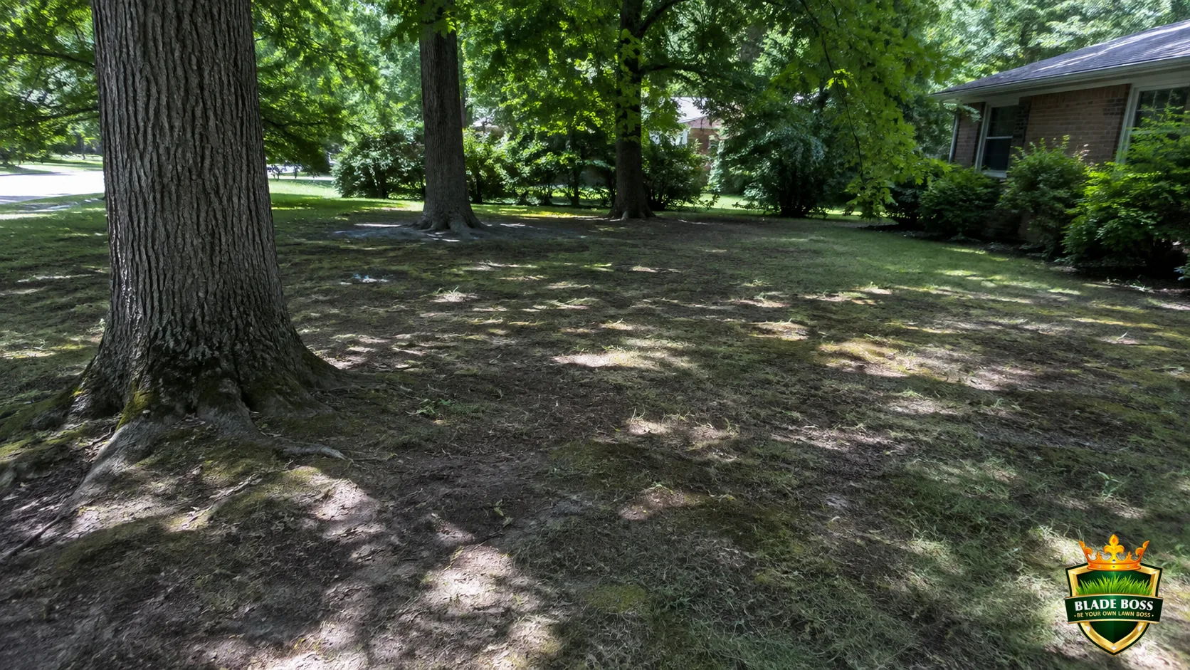 How to Grow Grass in Shade (What Actually Works)