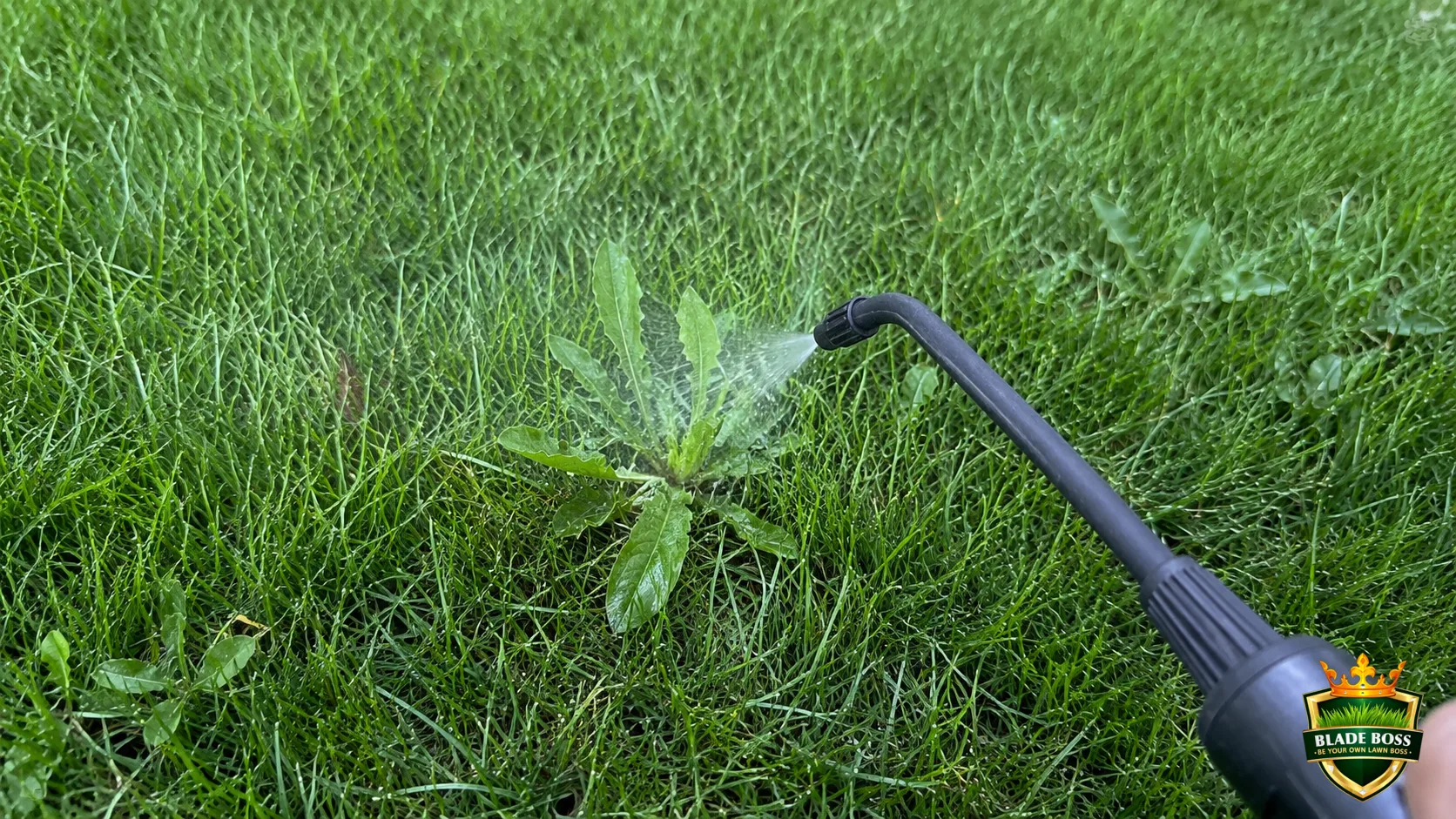 How to Spray Weeds Without Killing Your Lawn